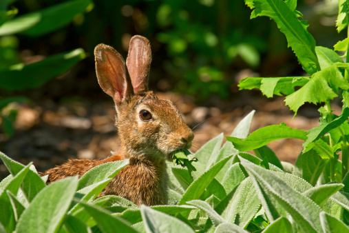 A cottontail bunny caught red-handed with a mouthful of greens in the garden.