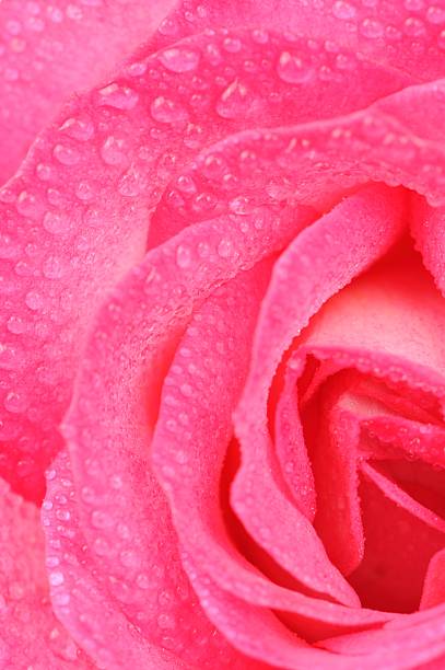istock Beautiful Pink Rose with Water Drops Macro 178999703