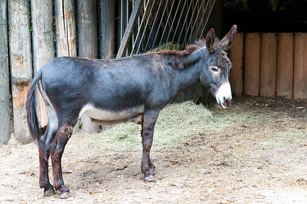 istock little donkey in the zoo 178999747