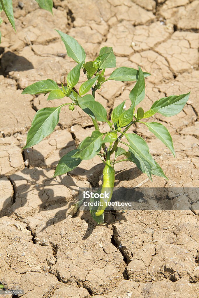 Planta joven verde y Droughtness pimienta - Foto de stock de Pimiento verde libre de derechos