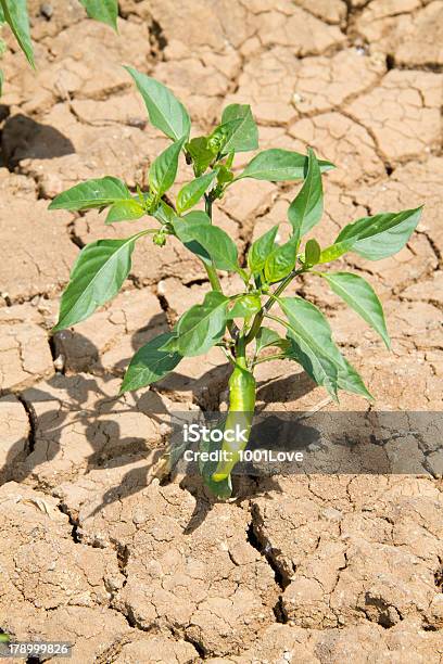 Planta Joven Verde Y Droughtness Pimienta Foto de stock y más banco de imágenes de Pimiento verde - Pimiento verde, Recortable, Color - Tipo de imagen