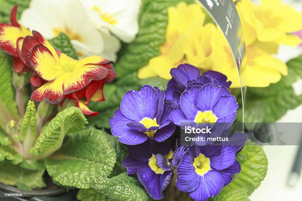美しい紫の花ヴァイオレット - おしべのロイヤリティフリーストックフォト