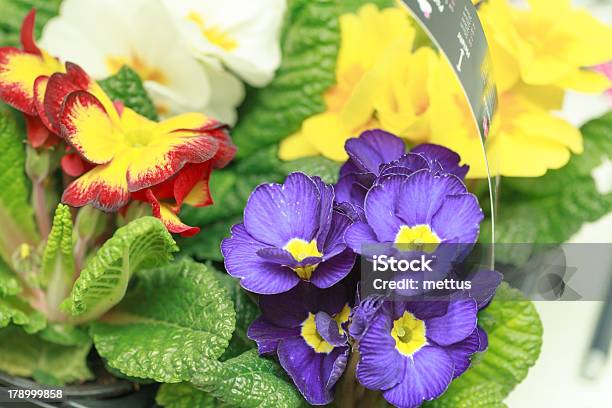 美しい紫の花ヴァイオレット - おしべのストックフォトや画像を多数ご用意 - おしべ, きつい, カラフル