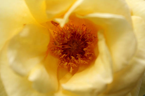 istock heart of the rose 178999967