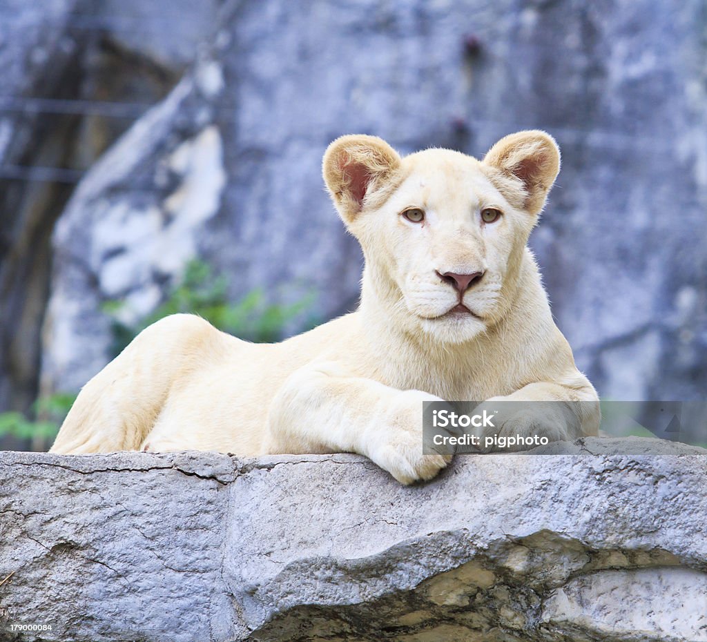 White Lion - Lizenzfrei Afrika Stock-Foto