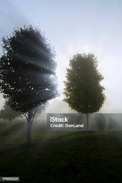 La Luz Del Sol A Través De Niebla Streaking Árboles Foto de stock y más banco de imágenes de Aire libre