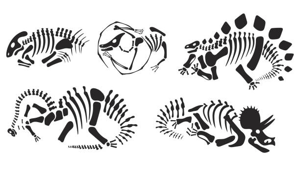 dinosaurier fossil skelett silhouette tier schädel isoliert set. vektor flache grafikdesign-illustration - dinosaur fossil tyrannosaurus rex animal skeleton stock-grafiken, -clipart, -cartoons und -symbole