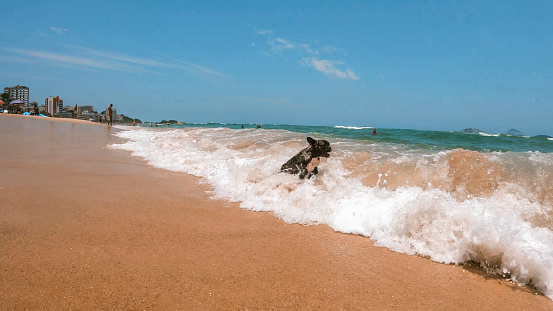dog have fun on the beach - Ipanema Rio de Janeiro