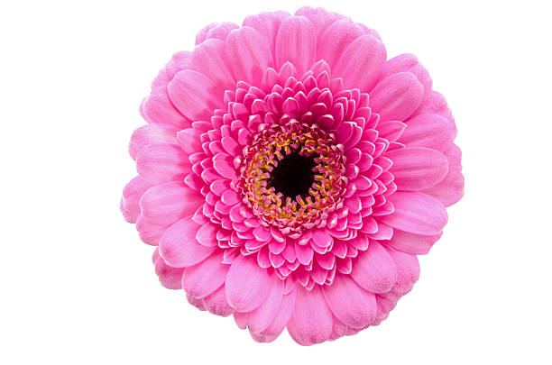 gerbera daisey - perfection gerbera daisy single flower flower foto e immagini stock