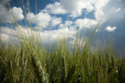 Green barley on field with blue sky in background