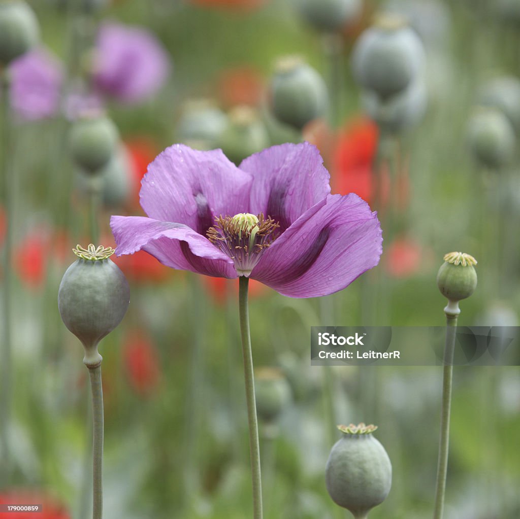 Viola papavero - Foto stock royalty-free di Ambientazione esterna