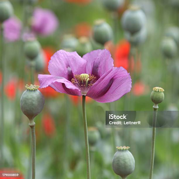 Purple Poppy - zdjęcia stockowe i więcej obrazów Bez ludzi - Bez ludzi, Bliskie zbliżenie, Fotografika