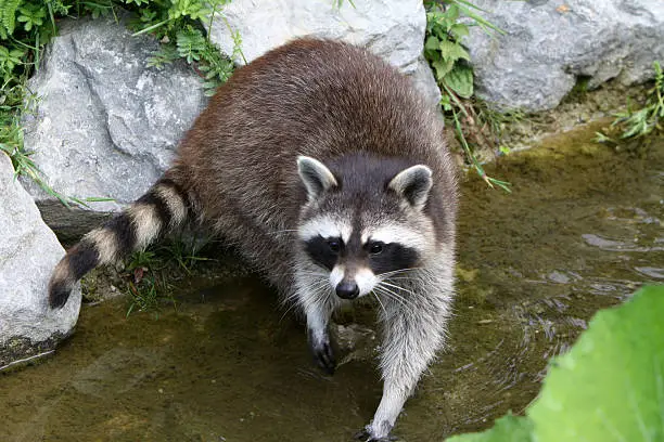 Raccoon