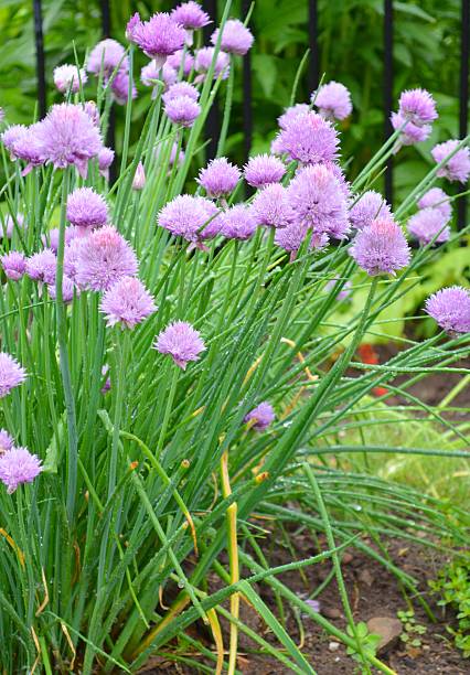 istock Allium schoenoprasum 179000936