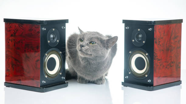 istock Gray cat sits between two audio stereo speakers on a white background 1790010948