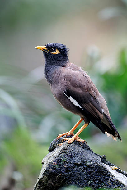 istock Common myna, Acridotheres tristis 179001135