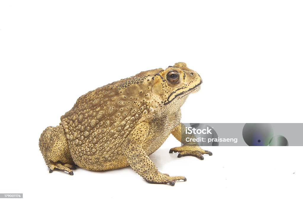 toad isolate toad,Bufo bufo (Common Toad) isolate Amphibian Stock Photo