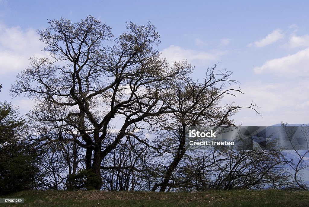 Bosque de tranquila - Foto de stock de Aire libre libre de derechos