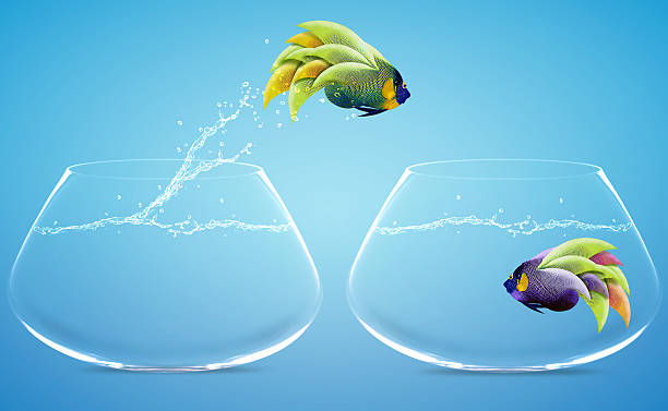 istock Angelfish jumping to other bowl 179001382