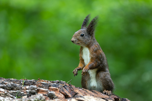 Curious Eurasian red squirrel (Sciurus vulgaris) sitting on a tree stump.