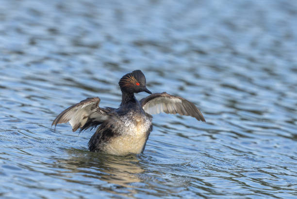 istock Beautiful black-necked grebe or eared grebe (Podiceps nigricollis) 1790014892