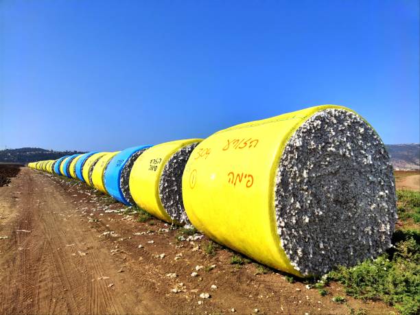istock cotton picked in the Israel Valley 1790015644
