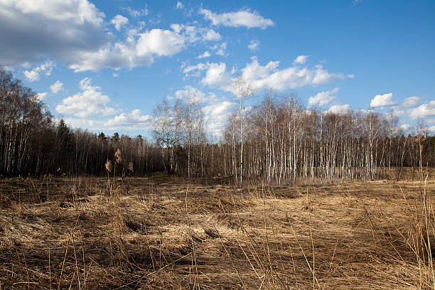 istock Russian nature is waking up in the spring 179001664