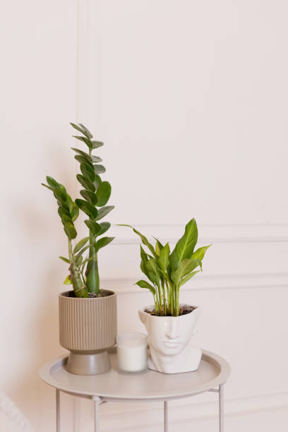 istock Houseplants in pots on table 1790016813