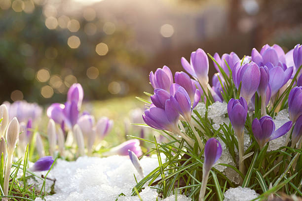 Lilac colored crocuses in spring snow with bokeh background stock photo