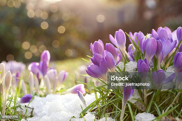 Lilac Colored Crocuses In Spring Snow With Bokeh Background Stock Photo - Download Image Now