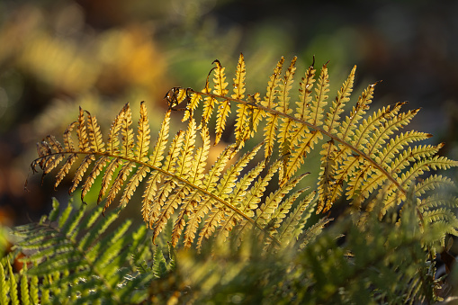 Close shot of golden ferns (Polypodiopsida or Polypodiophyta) in autumn.