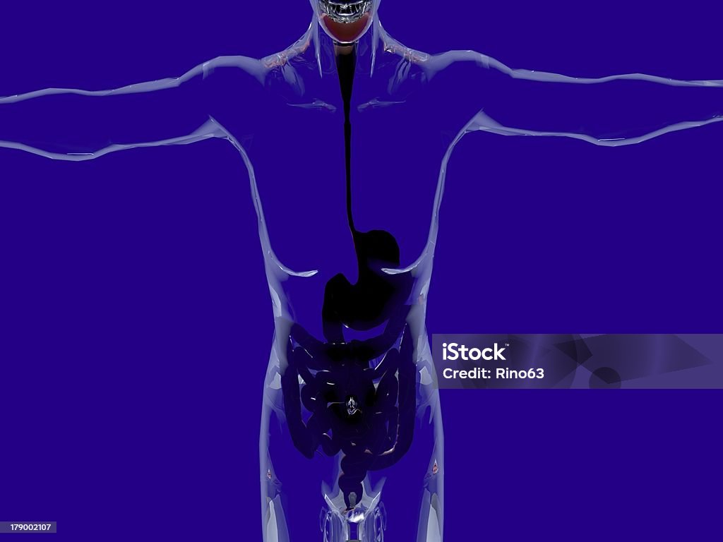 Hombre con sistema digestivo visible - Foto de stock de Abdomen libre de derechos