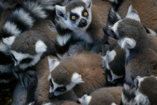 Crowded maki lemurs