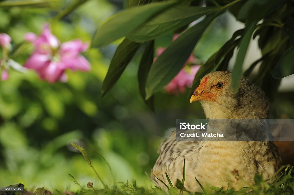 Huhn sitzt unter Bush - Lizenzfrei Agrarbetrieb Stock-Foto