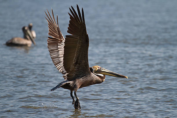 istock Brown Pelican Flying Over Water 179002342