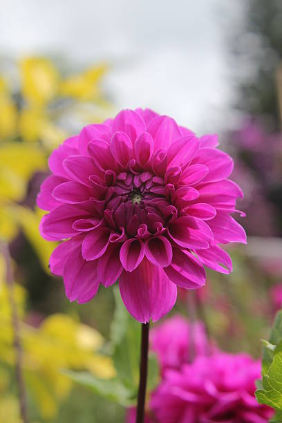 Close-up di Crisantemo - foto stock