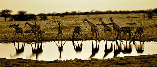 жирафов в водная яма - mehrere tiere стоковые фото и изображения