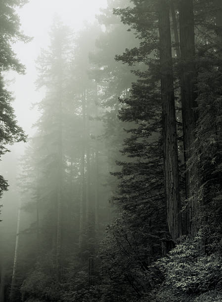 istock Tall trees in the fog 179002590