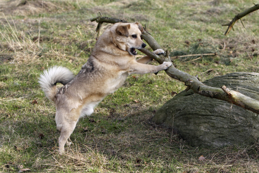 Mixed-breed dog chews on large branch