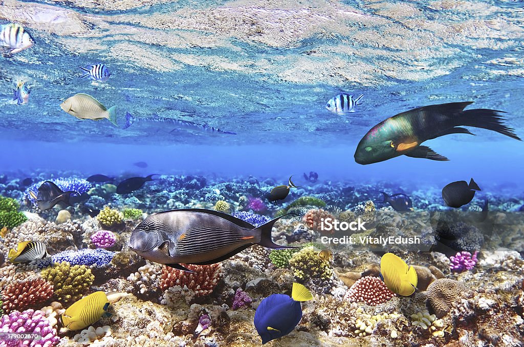 Coral e peixe o Sea.Egypt vermelho - Royalty-free Abaixo Foto de stock