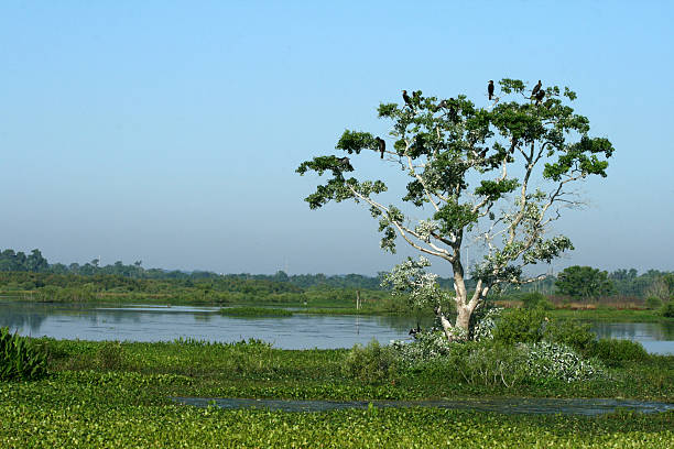 istock Swamp lake in Florida with drying ahinga birds 179002689