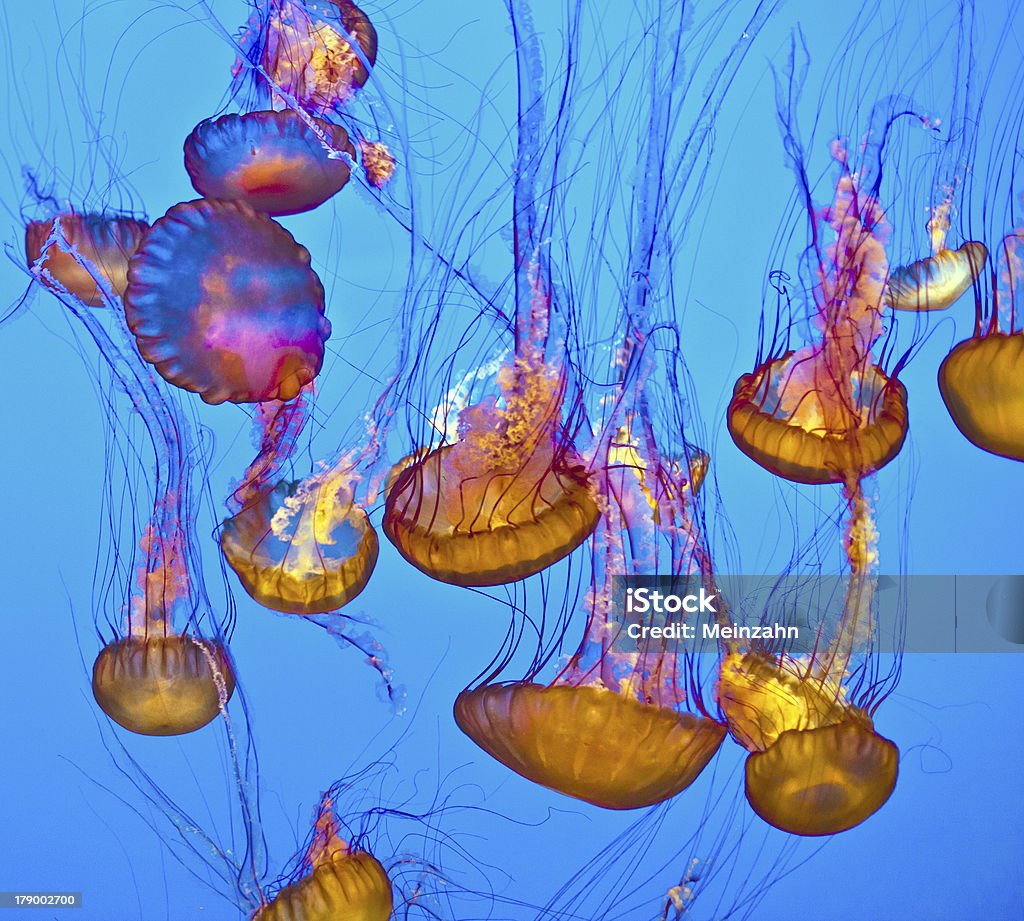 jelly fish in the blue ocean Abstract Stock Photo
