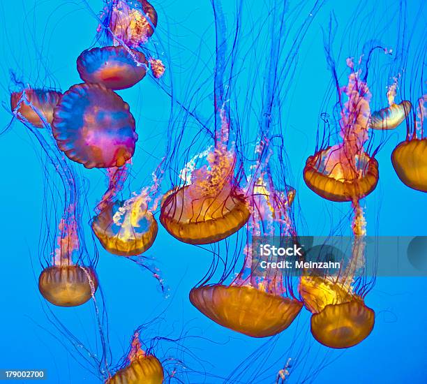 Jelly Fish In The Blue Ocean Stock Photo - Download Image Now - Abstract, Animal, Animal Markings
