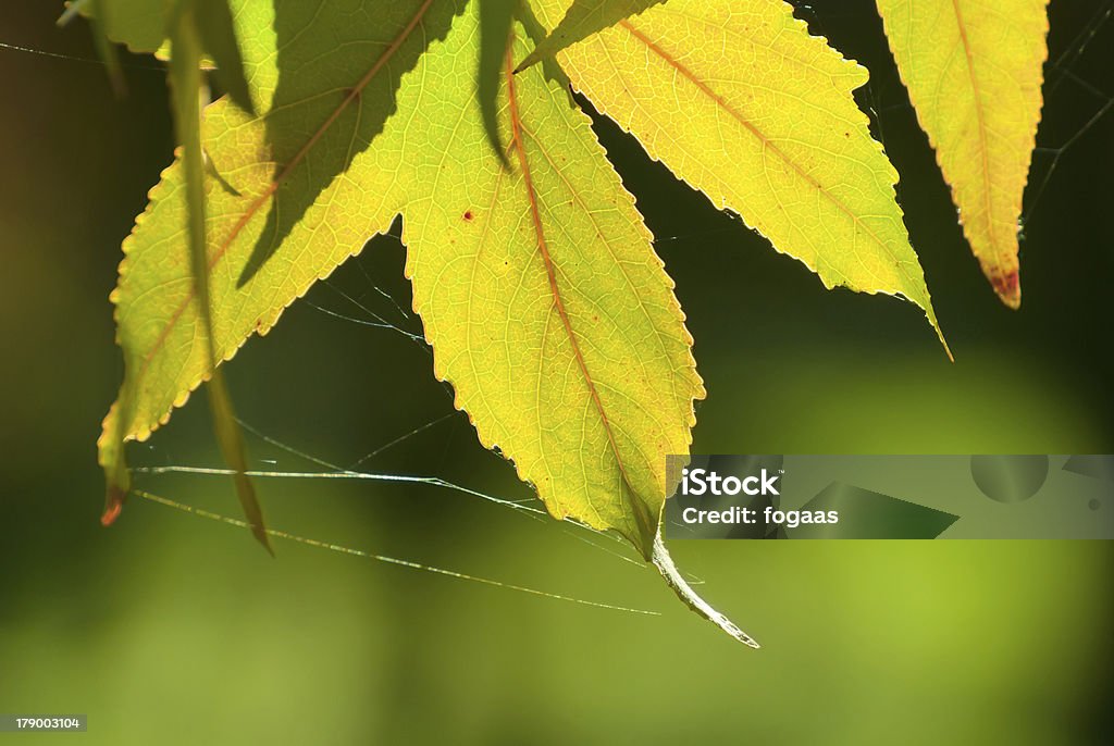 L'automne arrive - Photo de Abstrait libre de droits