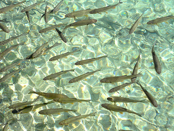 fishes stock photo