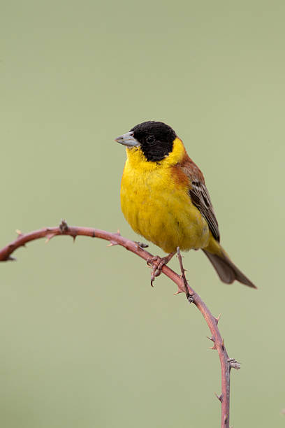 istock Black-headed bunting, Emberiza melanocephala 179003242