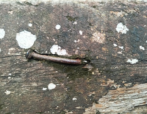 nails that were rusty and stuck in wood that had also been rotting for a long time and you could see lots of leaves on the wood