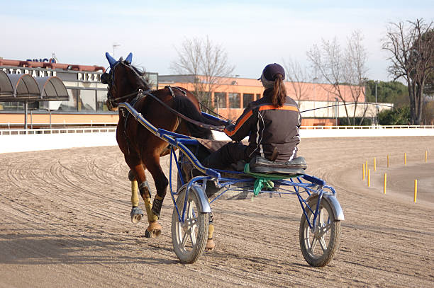 istock horse from run to the trot 179003302