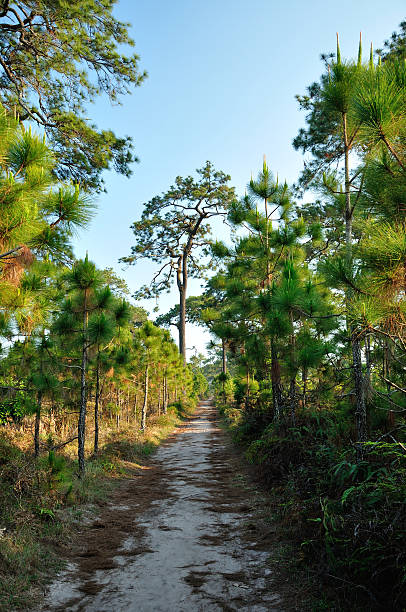 istock Pine forest in summer at Phu Kradueng National Park, Thailand. 179003340