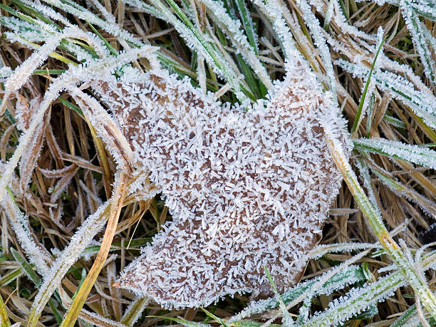 Frost on the leaf stock photo